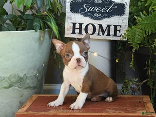 Boston Terrier dogs Leo - Ad 20