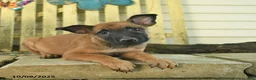 Belgian Malinois dogs for sale: Pablo  - Ad 25