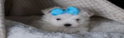 Maltese dogs for sale: ANDREW - Ad 9