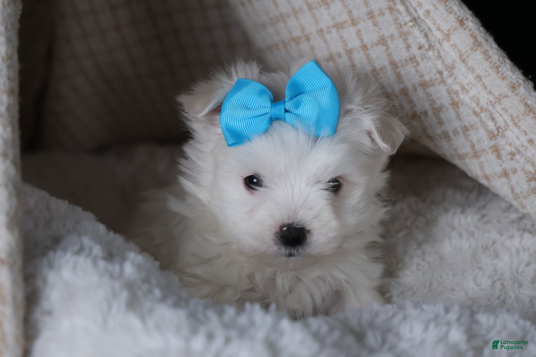 Maltese dogs for sale: ANDREW - Ad 9