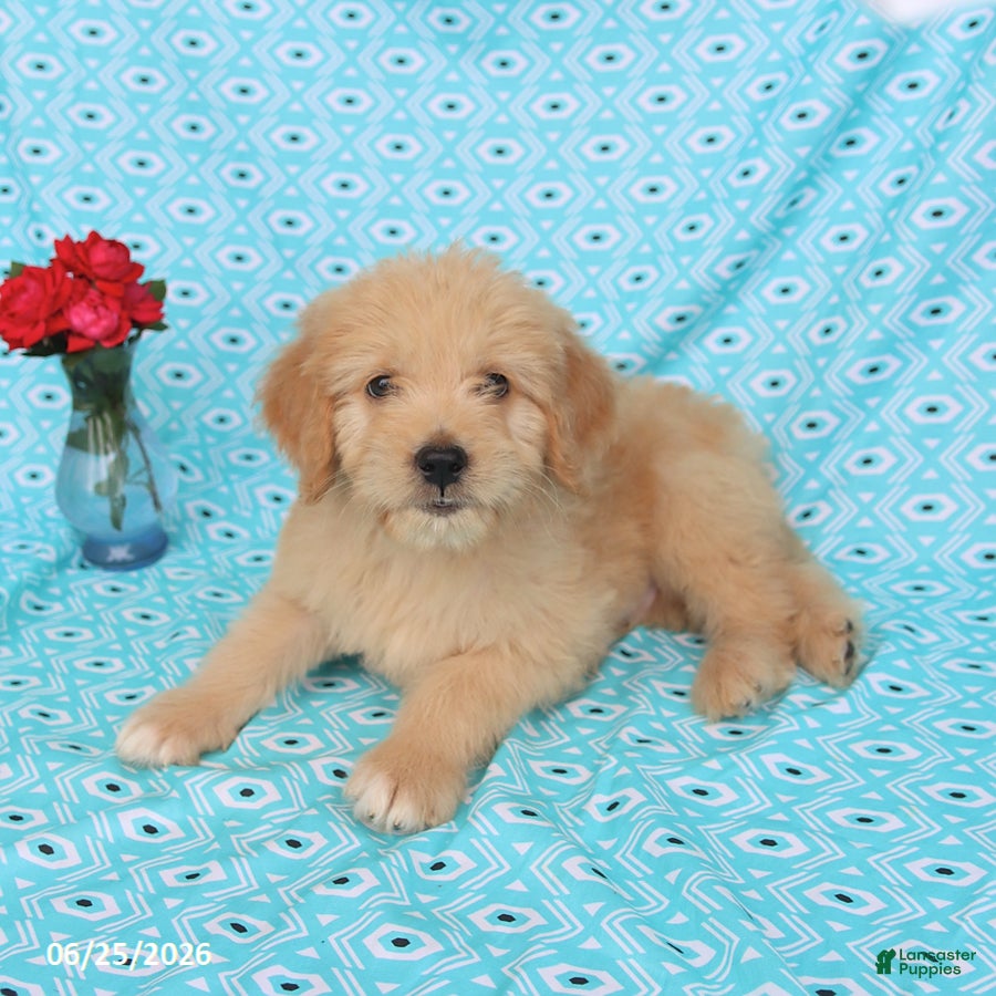 Goldendoodle dogs Tommy - Ad 2