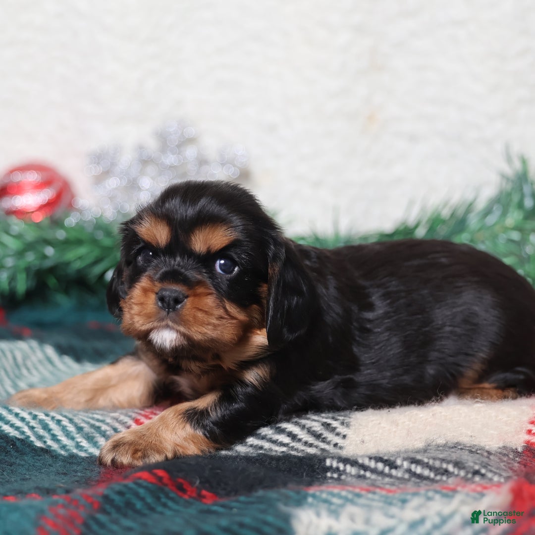 Cavalier King Charles Spaniel dogs for sale: Noah | Genetically Screened  - Ad 3