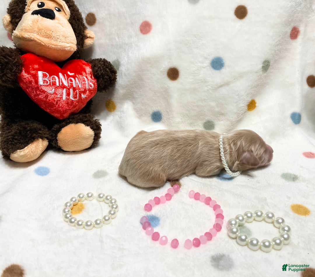 Labradoodle dogs for sale: Belle - Ad 3