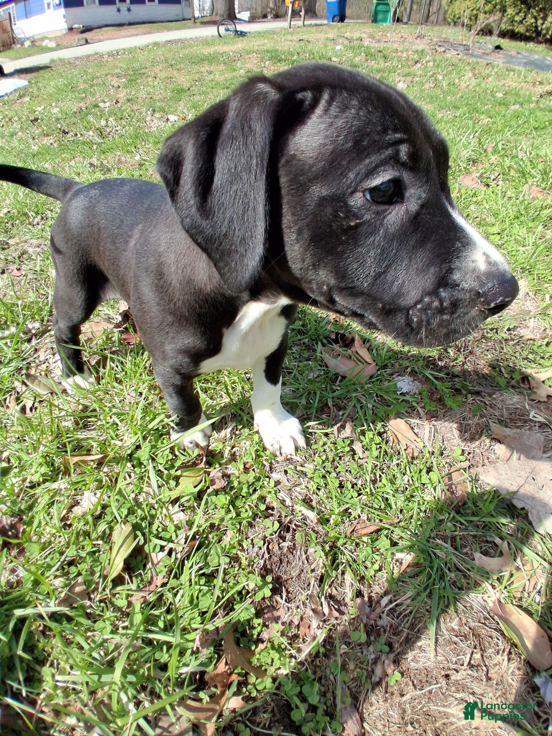 Mixed Breed dogs Michael Bolton  - Ad 2