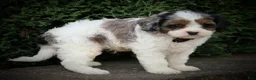 Cavapoo dogs for sale: Rambo - Ad 3
