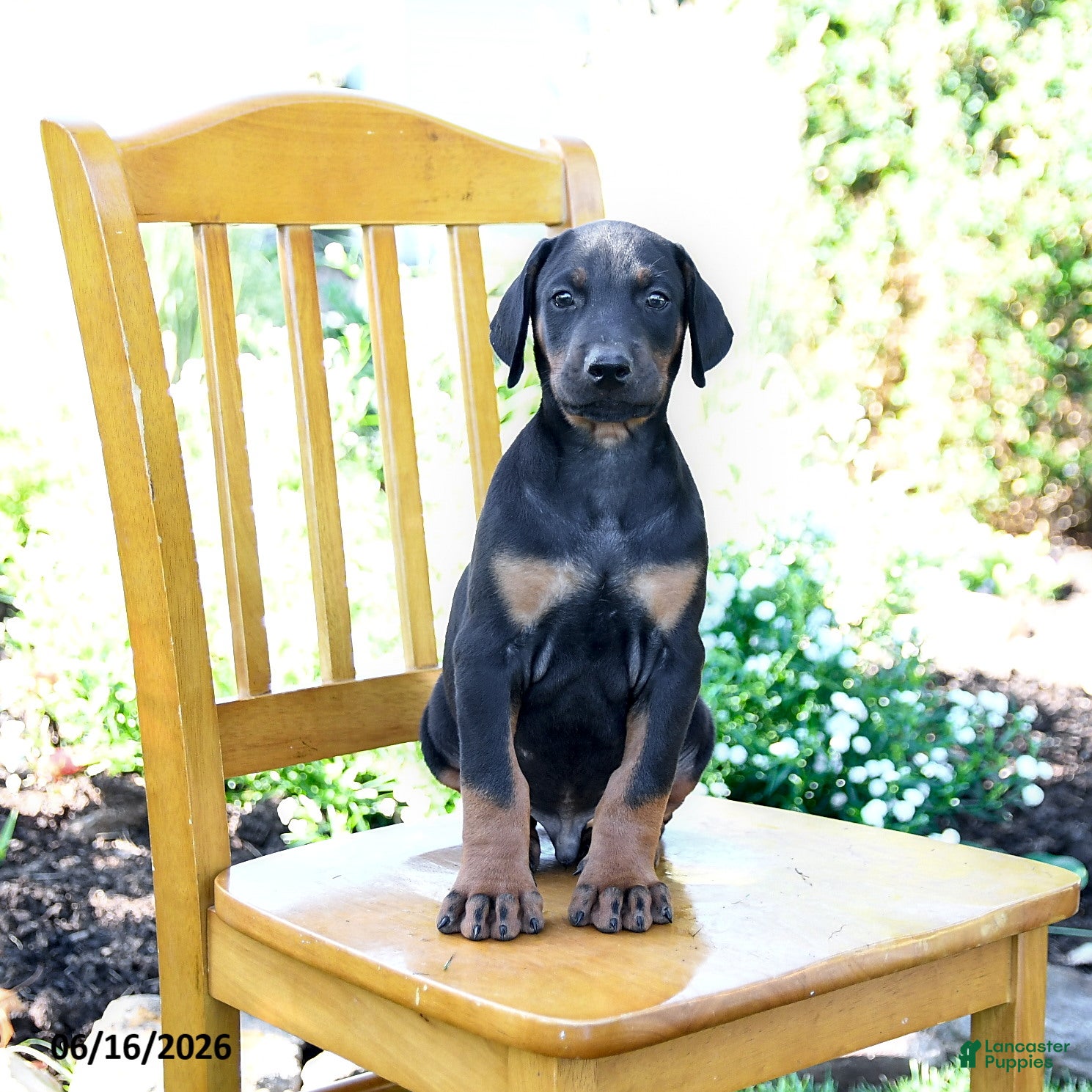 Doberman Pinscher dogs Travis - Ad 2