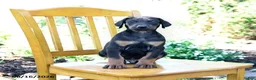 Doberman Pinscher dogs for sale: Travis - Ad 2