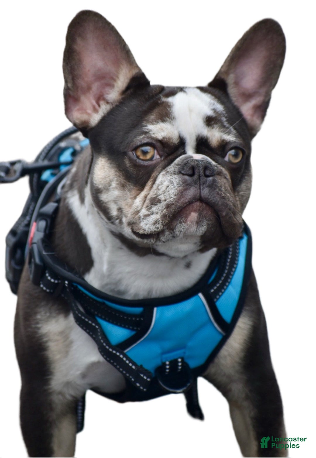 Gallery Image {{count}}