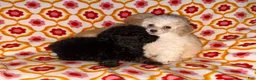 Toy Poodle dogs for sale: Cici - Ad 7