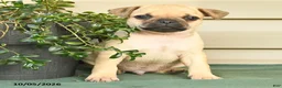 Jug dogs for sale: Rina - Ad 2