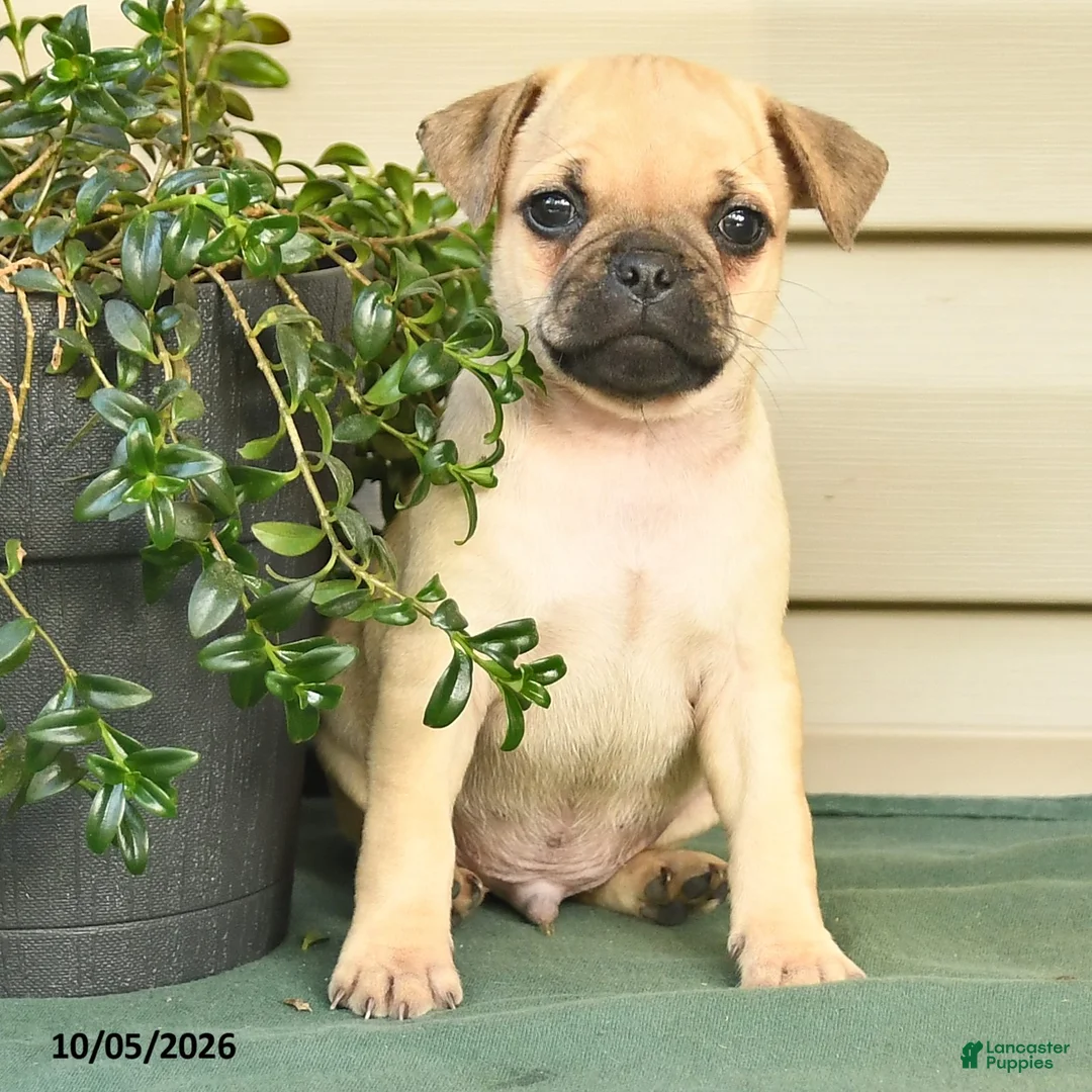Jug dogs for sale: Rina - Ad 2
