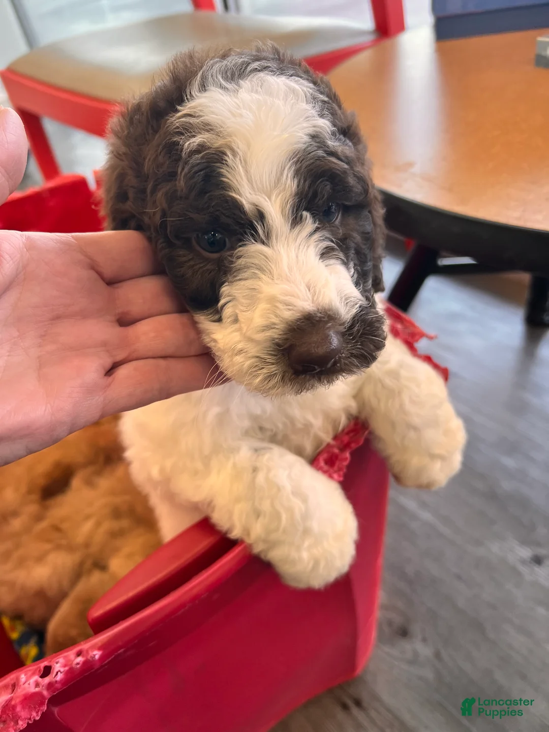 Labradoodle dogs for sale: Labradoodle Puppy 1 - Ad 1