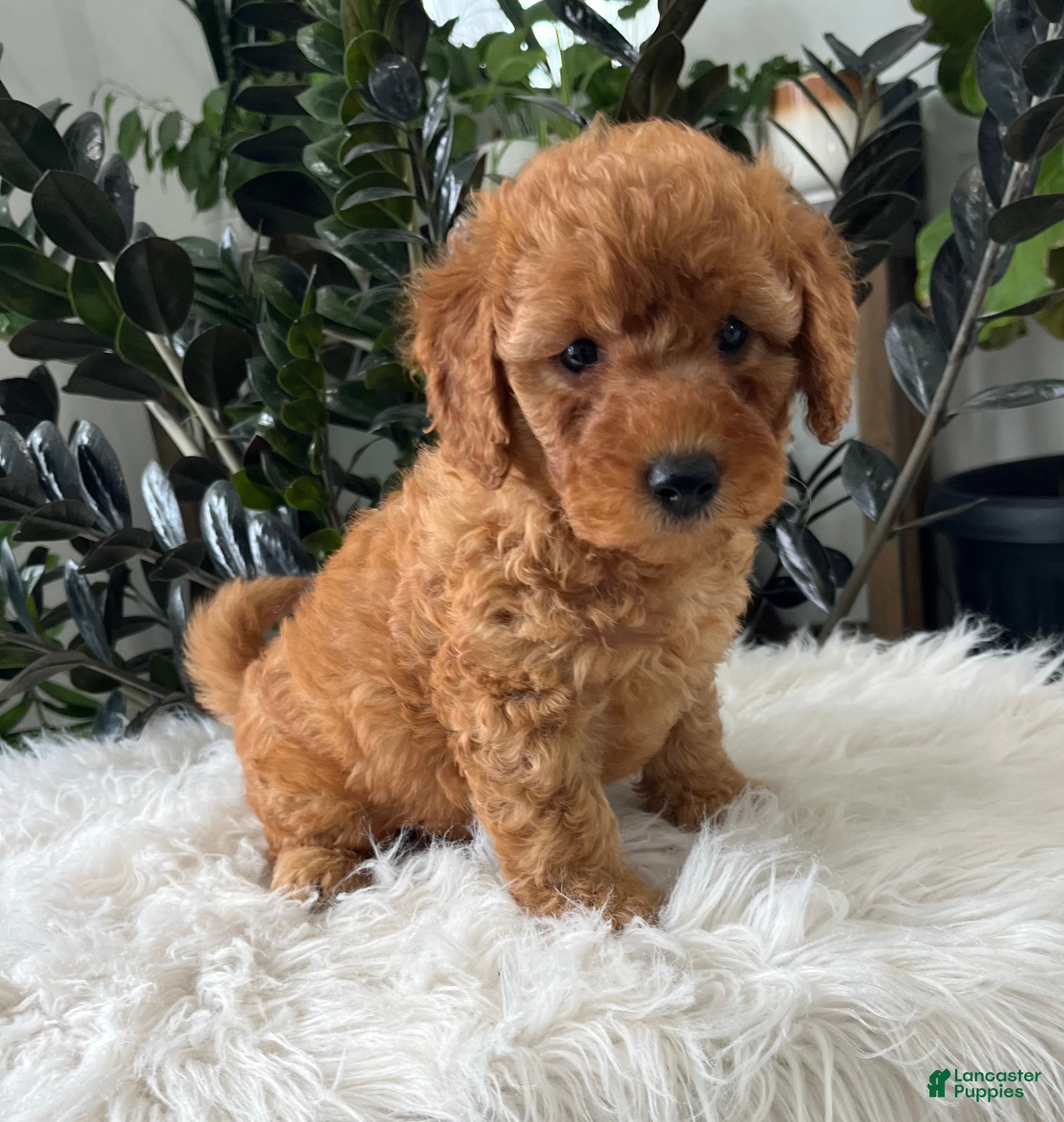 Mini Goldendoodle dogs Baya - Ad 2