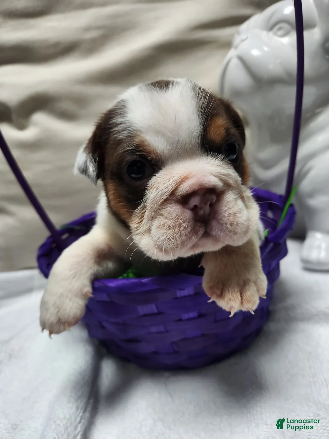 English Bulldog dogs for sale: English Bulldog Puppy 5 - Ad 2
