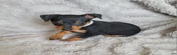 Miniature Pinscher dogs for sale: Paco - Ad 3