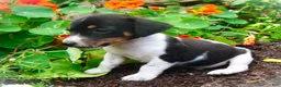 Jack Russell Terrier dogs for sale: Chester - Ad 6