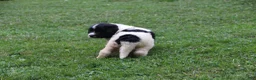 Mixed Breed dogs for sale: Mike - Ad 3