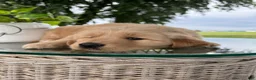 Golden Retriever dogs for sale: Victor - Ad 21