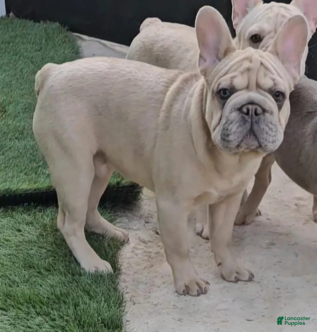 French Bulldog dogs for sale: French Bulldog Puppy 1 - Ad 5