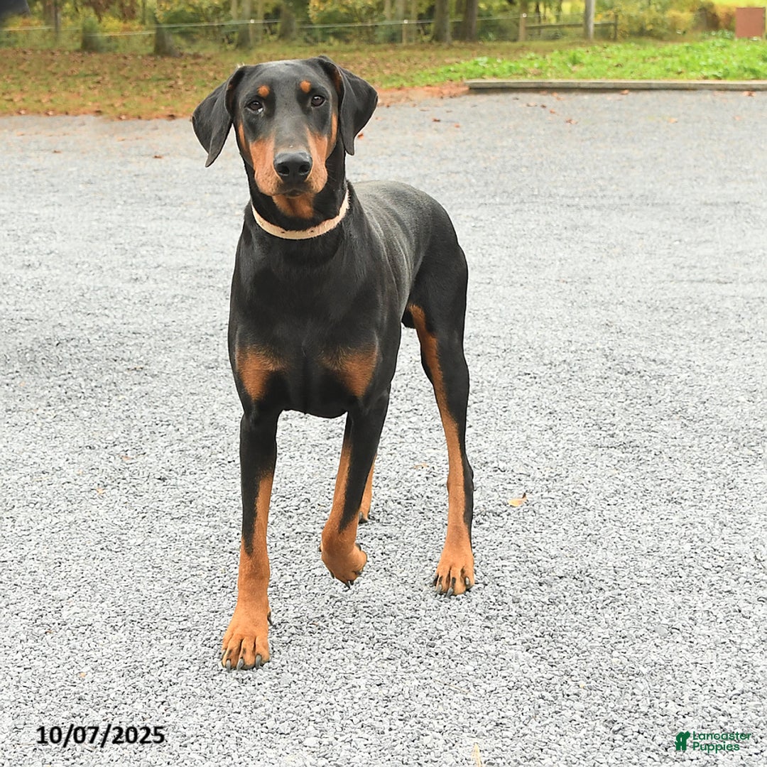 Doberman Pinscher dogs for sale: Baxter - Ad 7