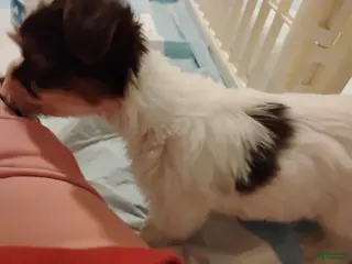 Biewer Terrier dogs for sale: Biewer Terrier Puppy 1 - Ad 2