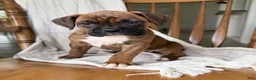 Boxer dogs for sale: Mabel - Ad 4