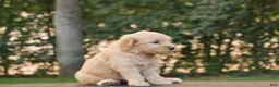 Goldendoodle dogs for sale: Hank - Ad 8