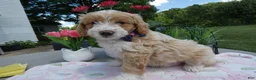 Mini Aussiedoodle dogs for sale: Mini Aussiedoodle 7 Johnny - Ad 3