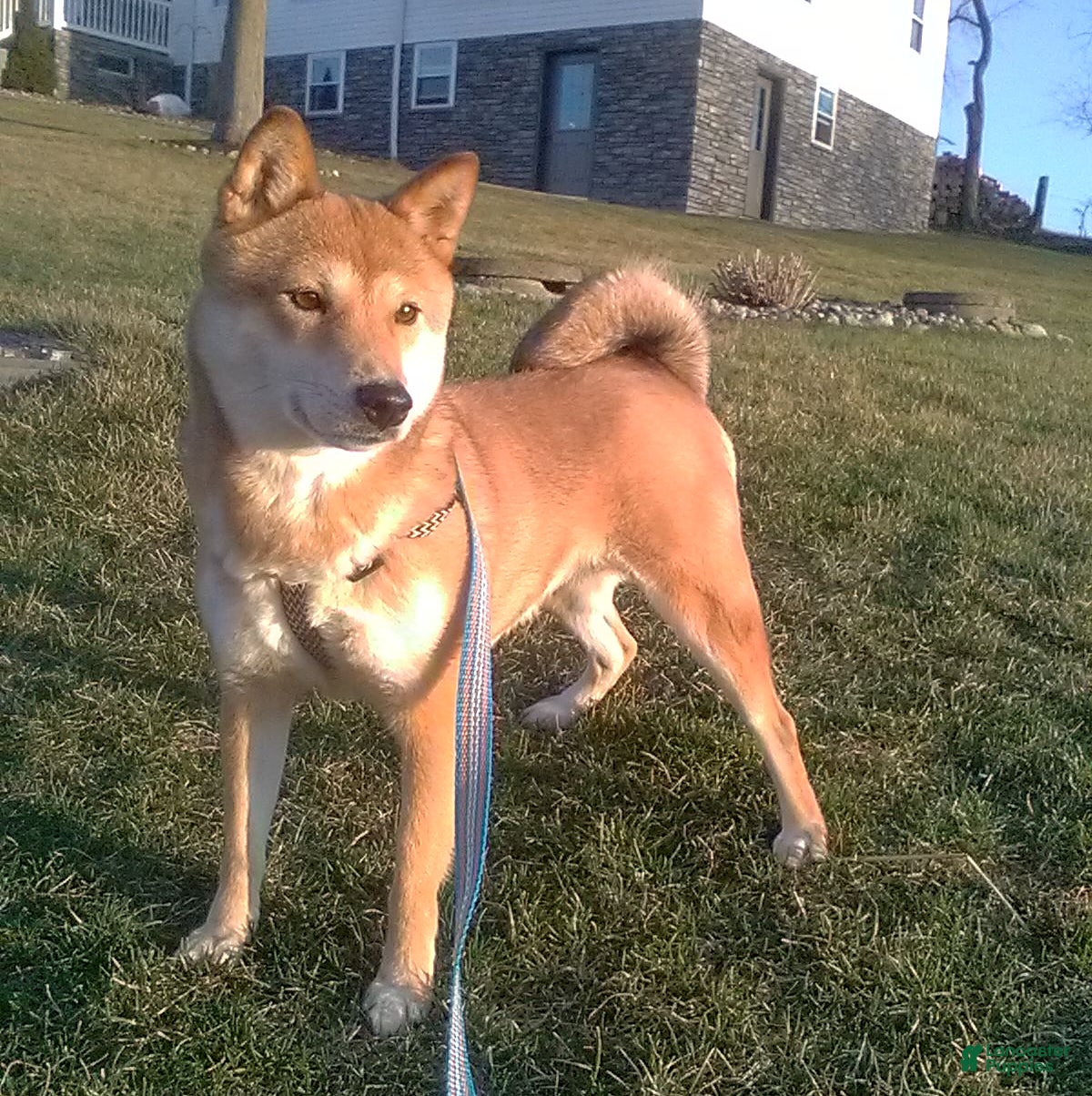 Shiba Inu dogs Roxie - Ad 22