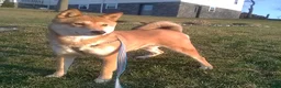 Shiba Inu dogs for sale: Roxie - Ad 1