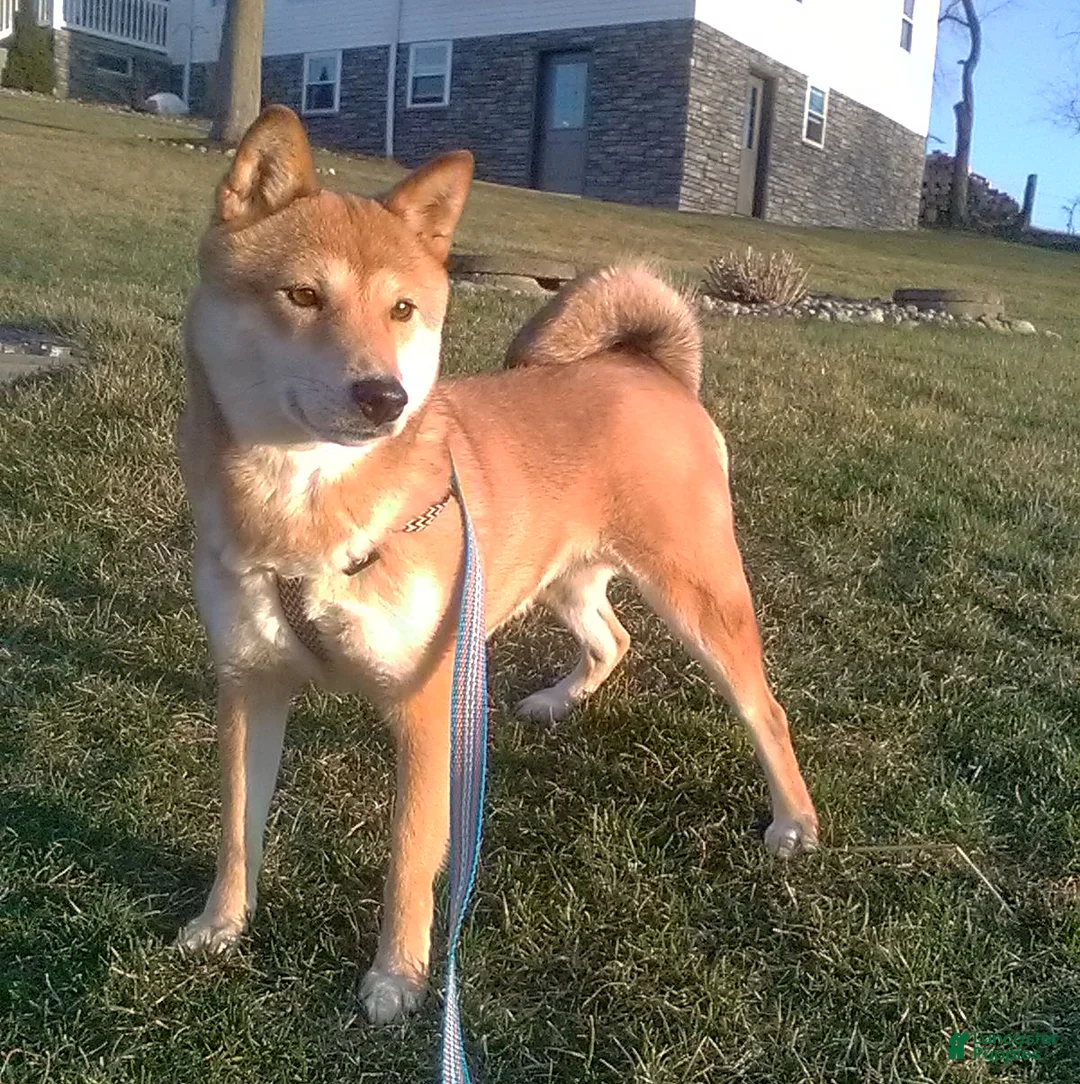 Shiba Inu dogs for sale: Roxie - Ad 1