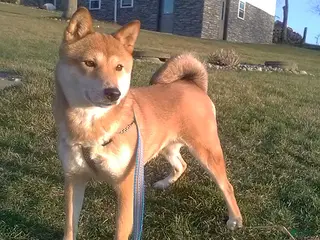 Shiba Inu dogs Roxie - Ad 16