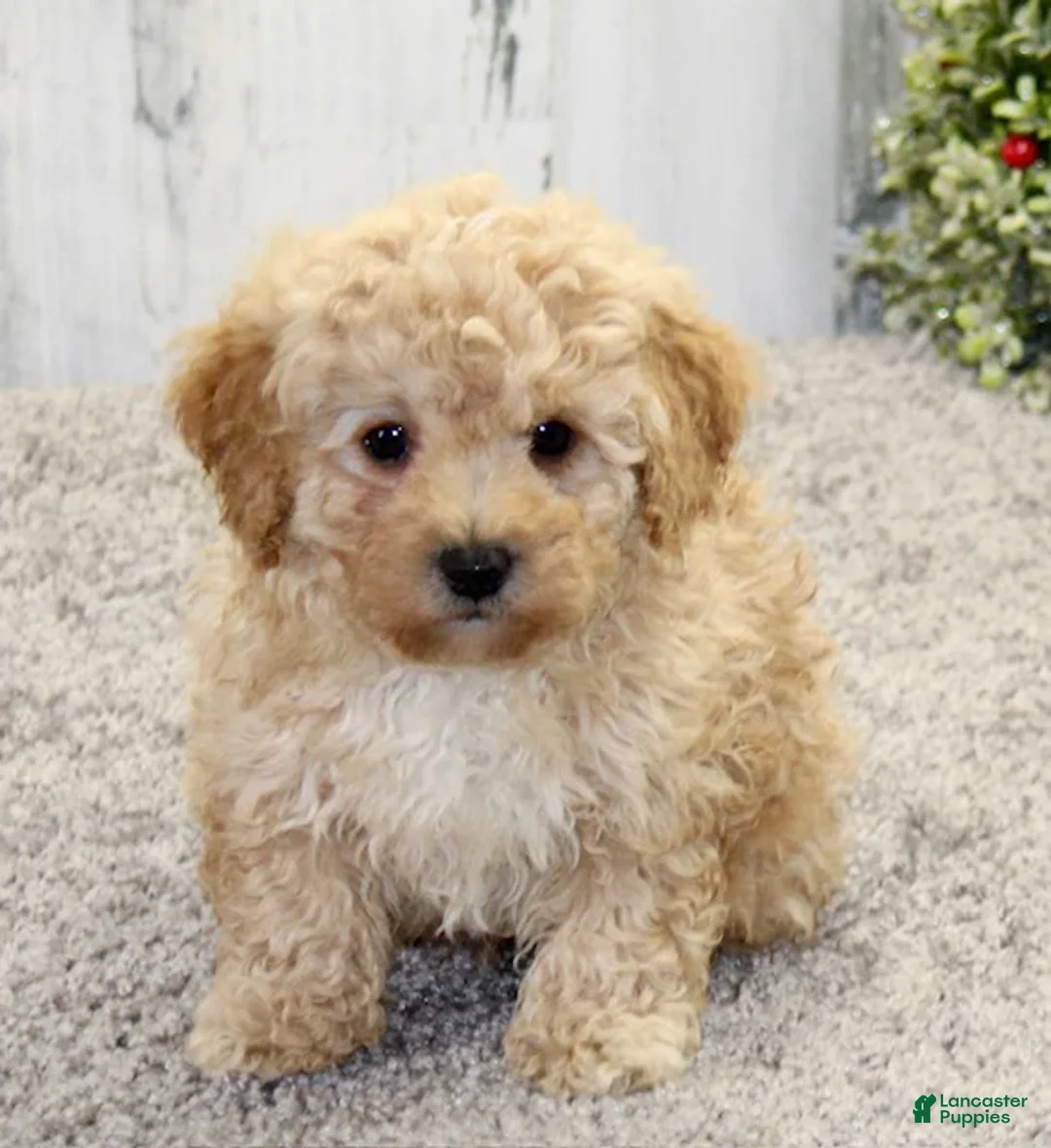 Miniature Poodle dogs for sale: Buddy - Ad 2