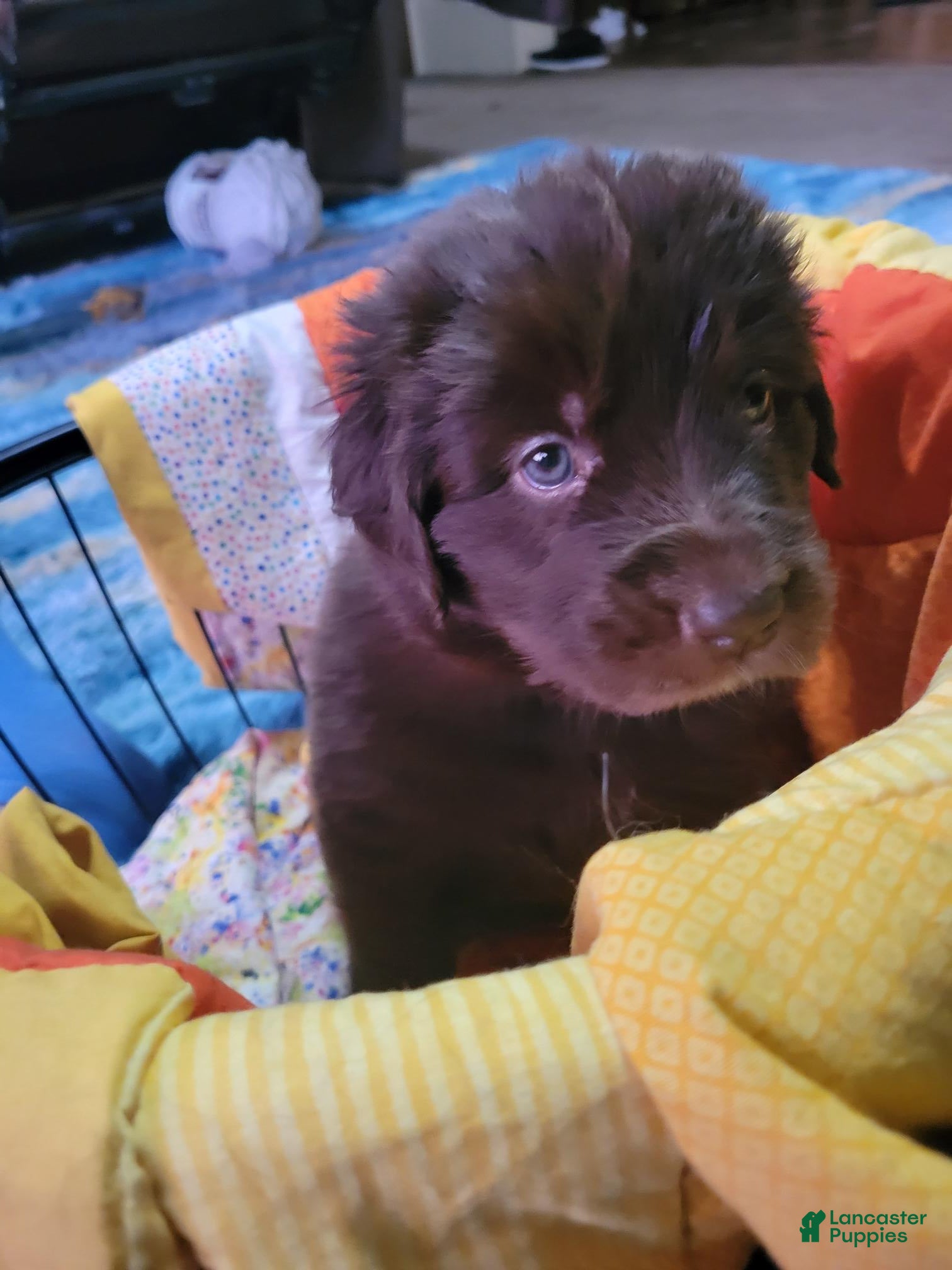 Newfoundland dogs for sale: Girl 2 - Ad 1