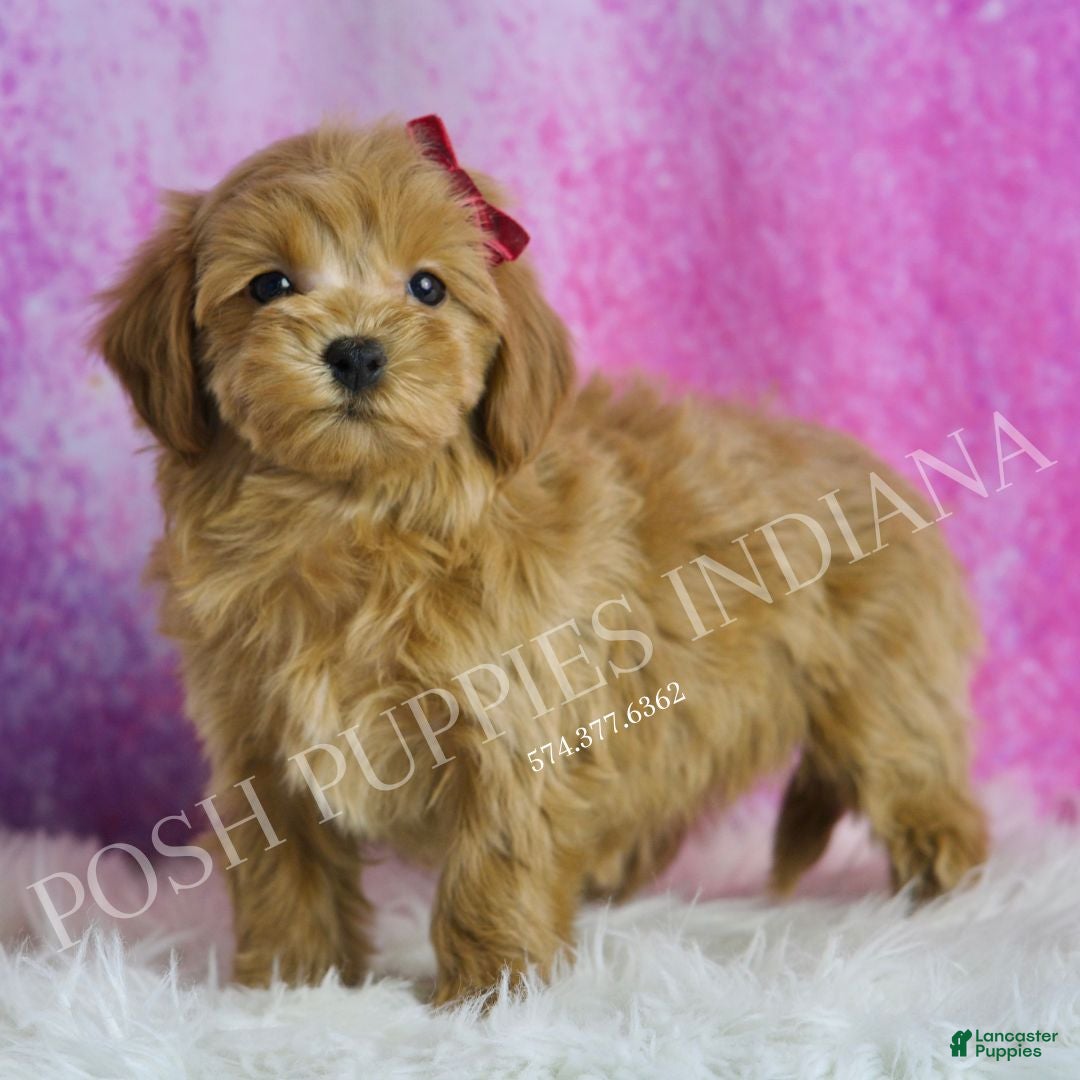 Maltipoo dogs Layla - Ad 5