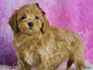 Maltipoo dogs Layla - Ad 35