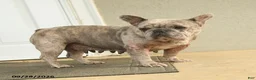 French Bulldog dogs for sale: Bella   - Ad 3