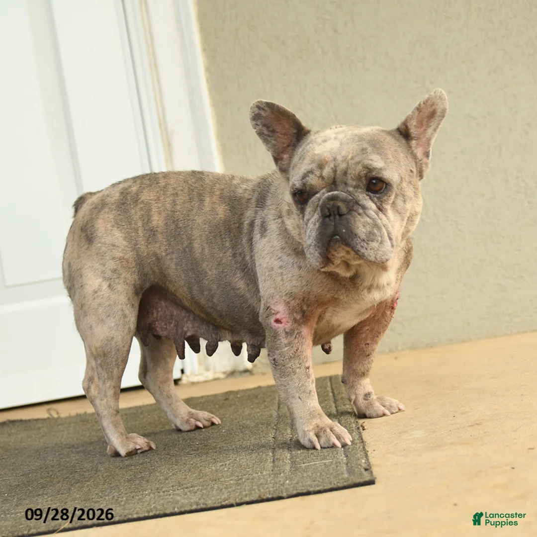 French Bulldog dogs for sale: Bella   - Ad 3