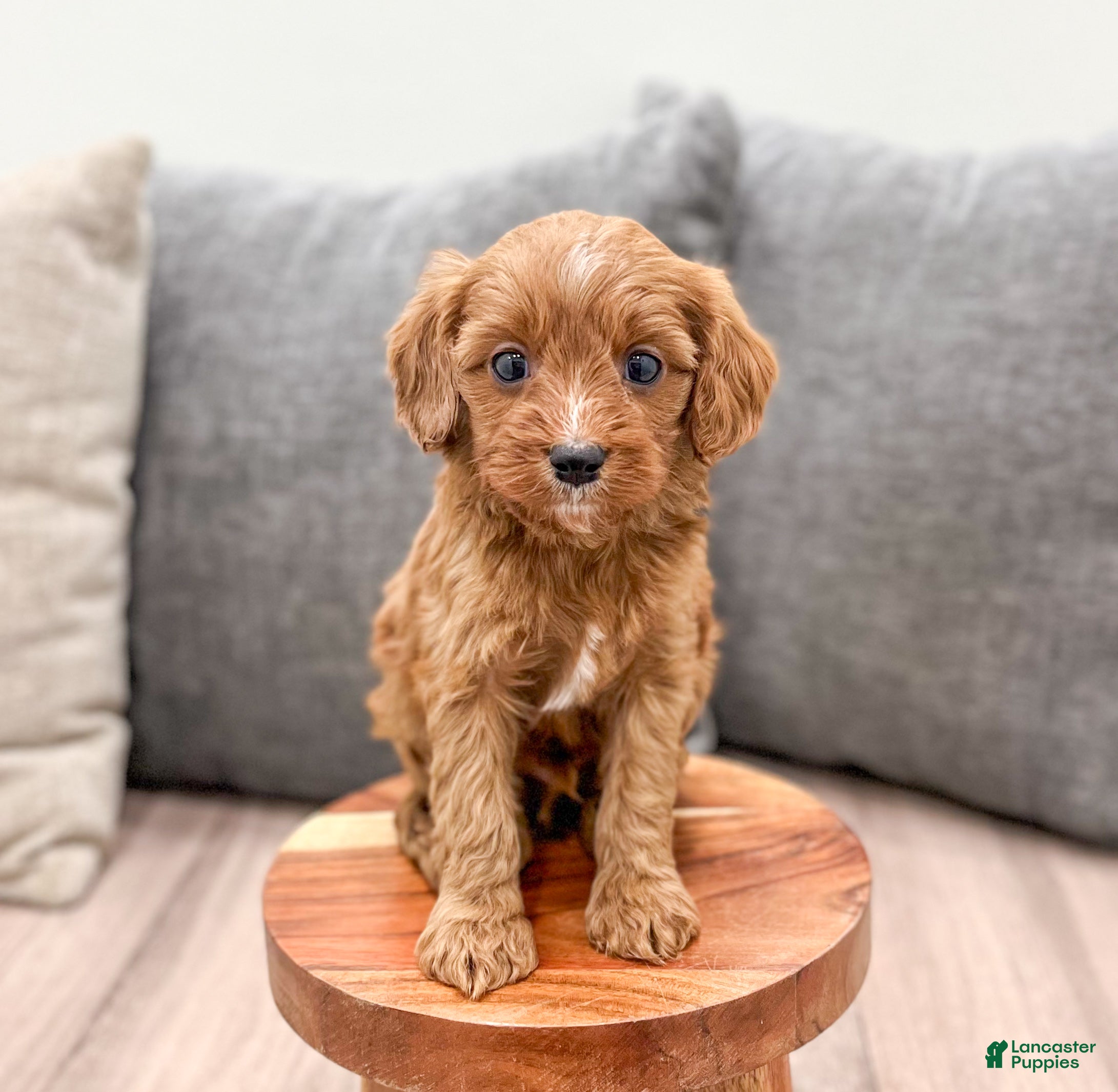 Cavapoo dogs for sale: Jaq - Ad 3