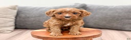 Cavapoo dogs for sale: Jaq - Ad 5