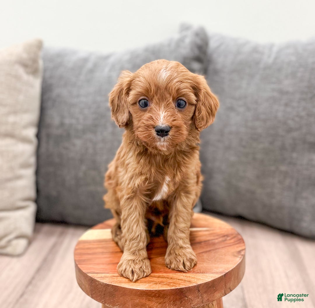 Cavapoo dogs for sale: Jaq - Ad 5