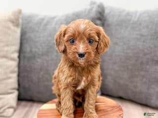 Cavapoo dogs Jaq - Ad 30
