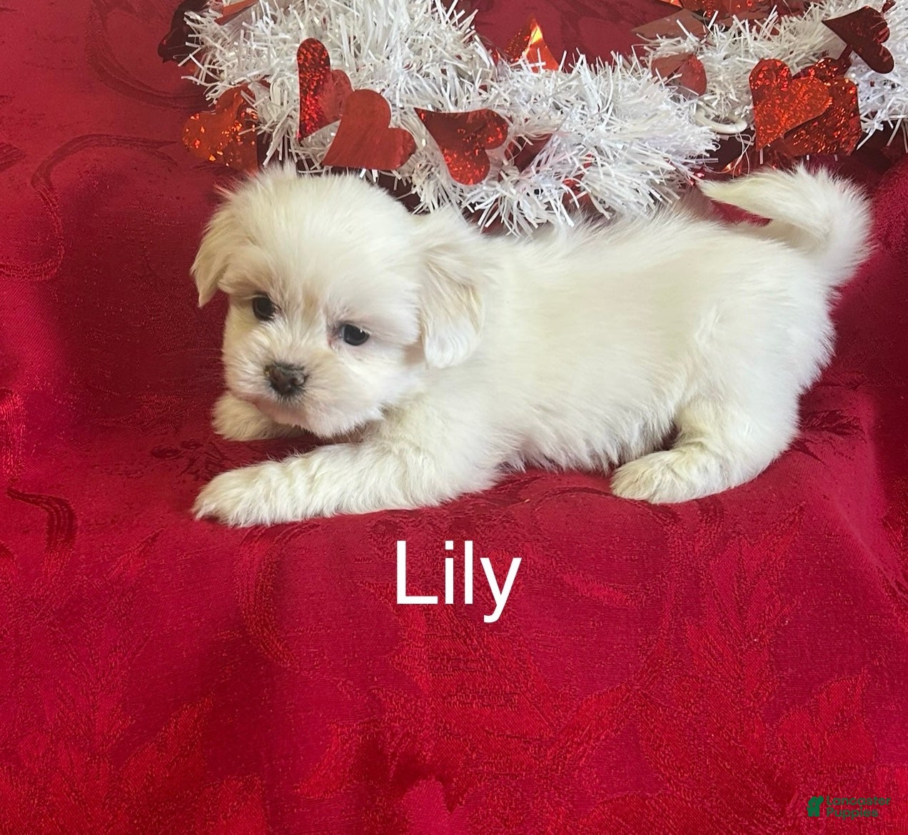 Lhasa Apso dogs Lhasa Apso Puppy 3 - Ad 4