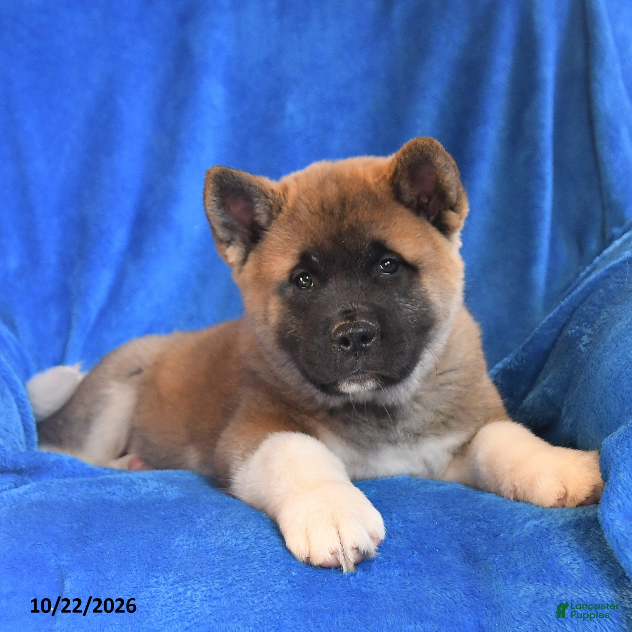 Akita dogs for sale: Thomas - Ad 1