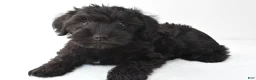 Schnoodle dogs for sale: Ace - Ad 7