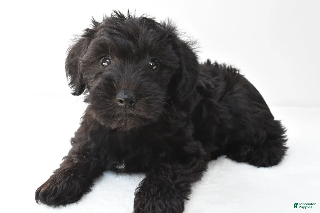 Schnoodle dogs for sale: Ace - Ad 7