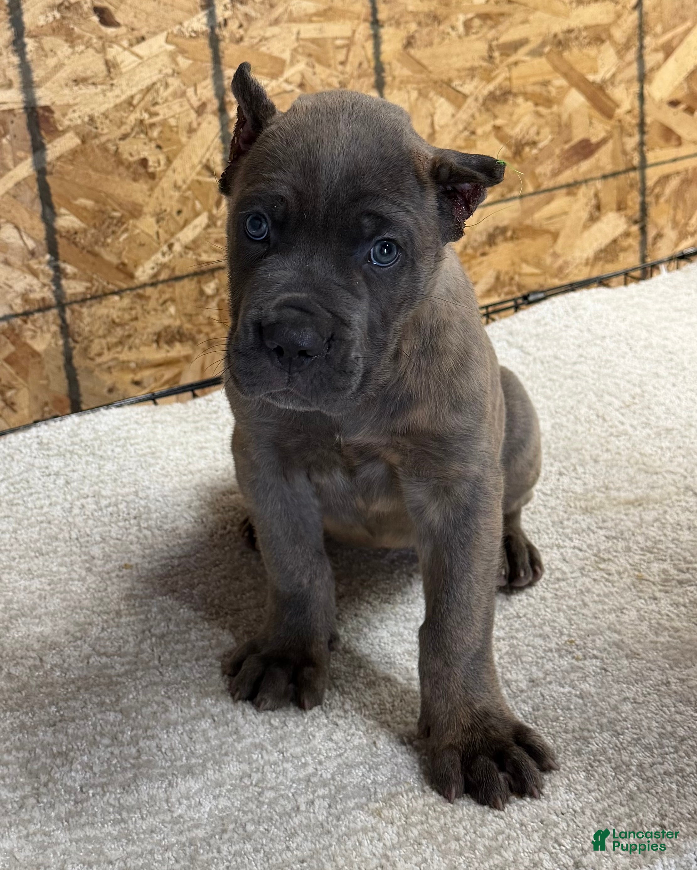 Cane Corso dogs for sale: Cane Corso 3 - Ad 2