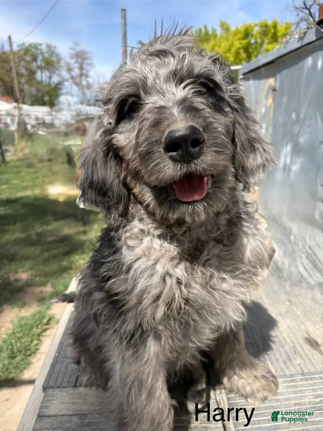 Bernedoodle dogs for sale: Bernedoodle Puppy 2 - Ad 1