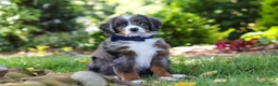 Mini Bernedoodle dogs for sale: Easton - Ad 4