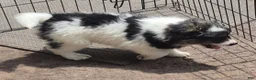 Pomsky dogs for sale: Shadow  - Ad 5